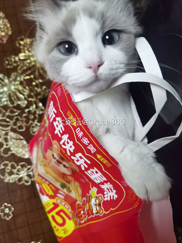 赠送一只猫哈哈哈哈_猫