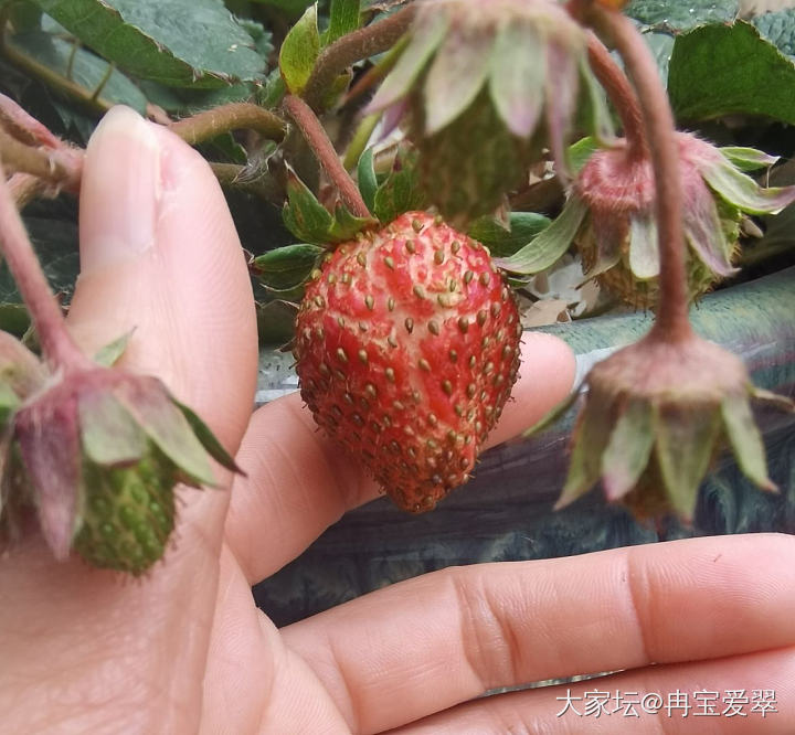 第一颗草莓熟了_水果