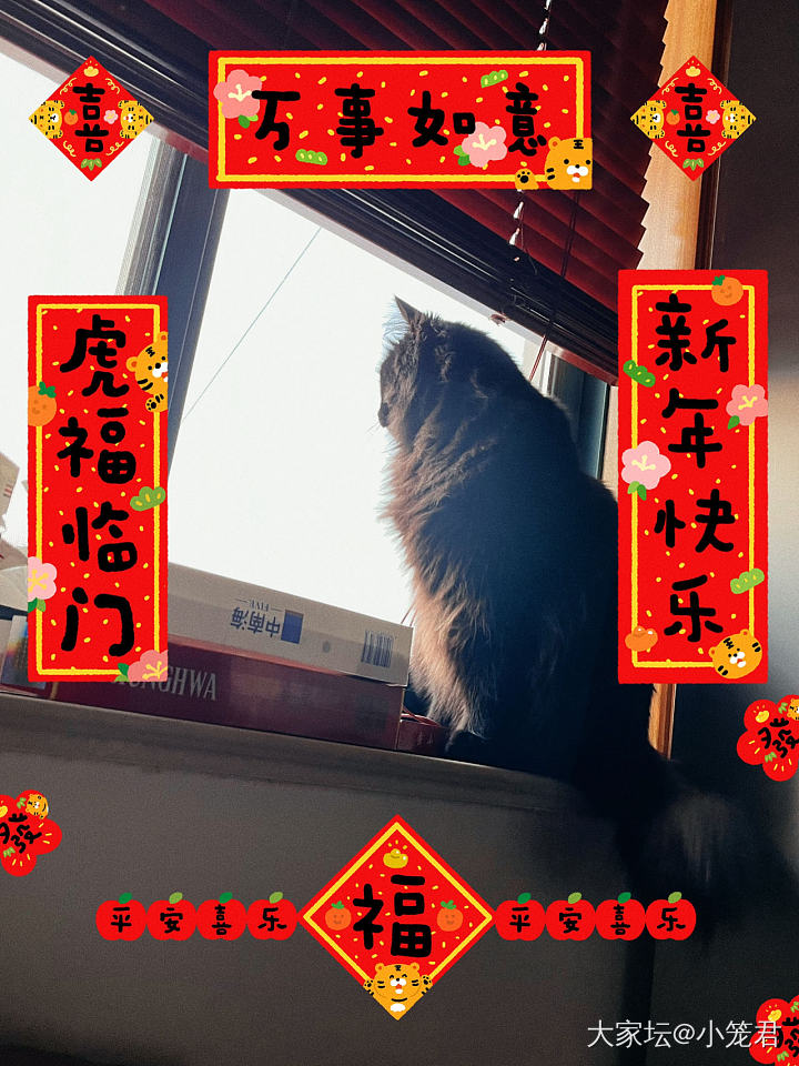 借养毛孩子日志day4_猫宠物