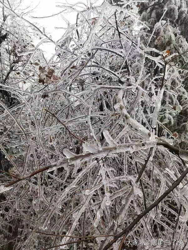 冰松
雪压枝头低，虽低不着泥。
​一朝红日出，依旧与天齐。_景色