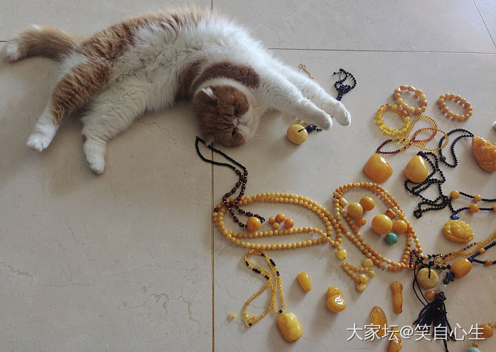 那些年买过的蜜蜡 和两只强行入镜的猫_琥珀蜜蜡