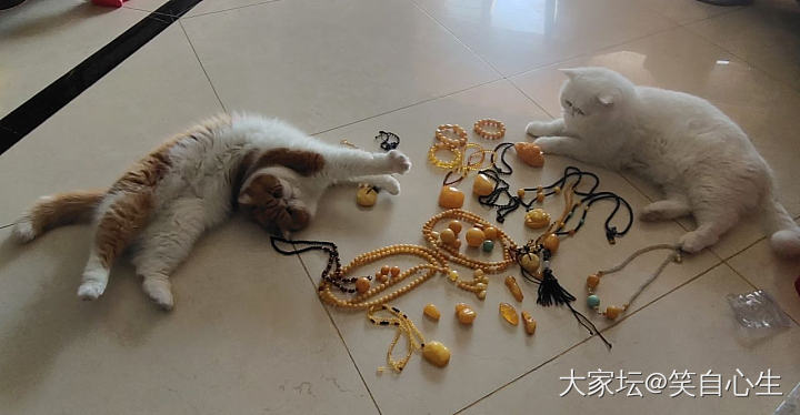 那些年买过的蜜蜡 和两只强行入镜的猫_琥珀蜜蜡