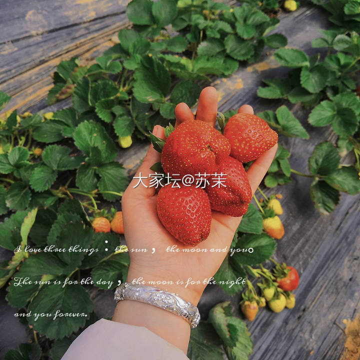 阳光明媚，一起去摘🍓吧_水果