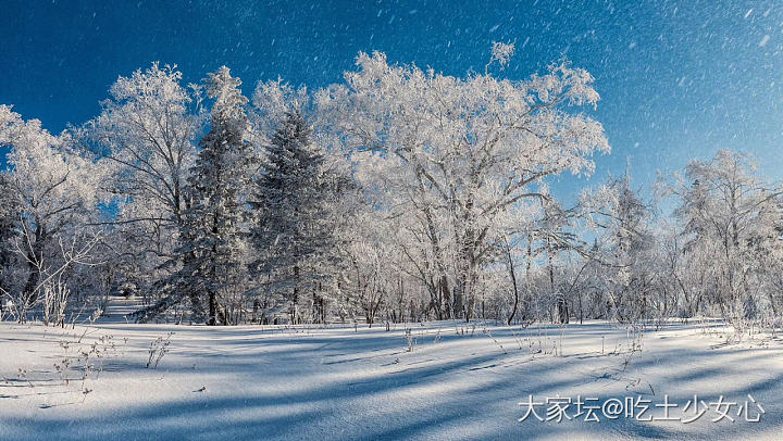 雪夜之后，我走进皑皑白雪覆盖的森林，四周平静祥和，耳边传来流水和鸟儿的叫声 ……_景色