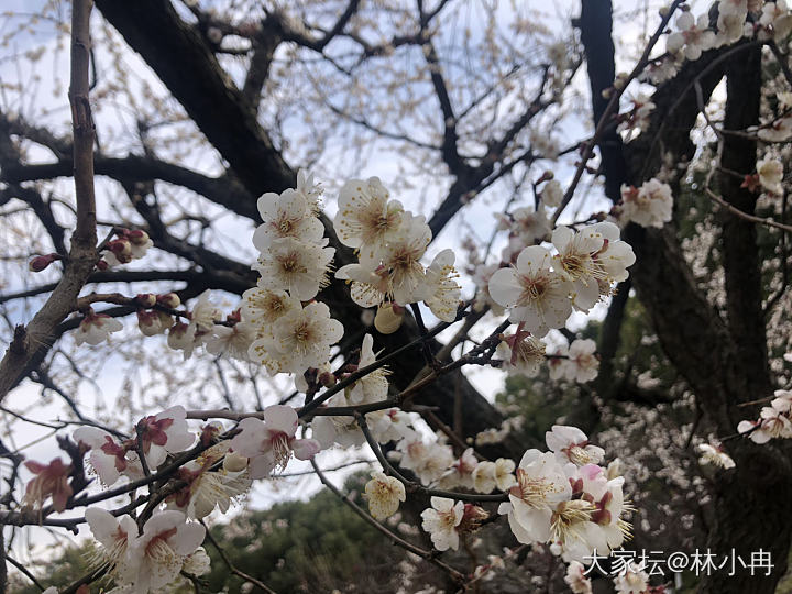 赏梅时节_花景色