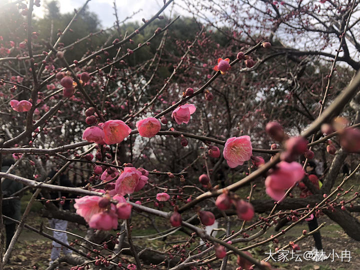 赏梅时节_花景色