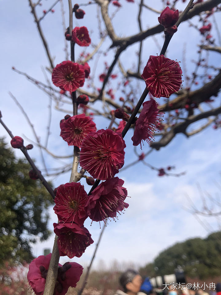 赏梅时节_花景色