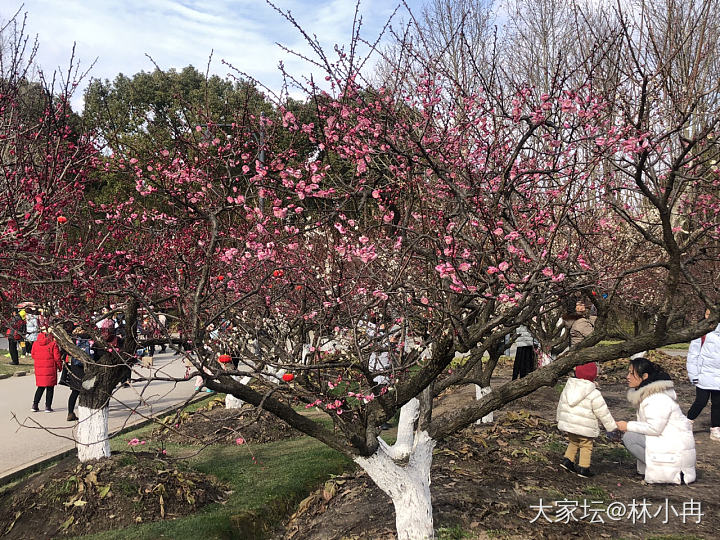 赏梅时节_花景色