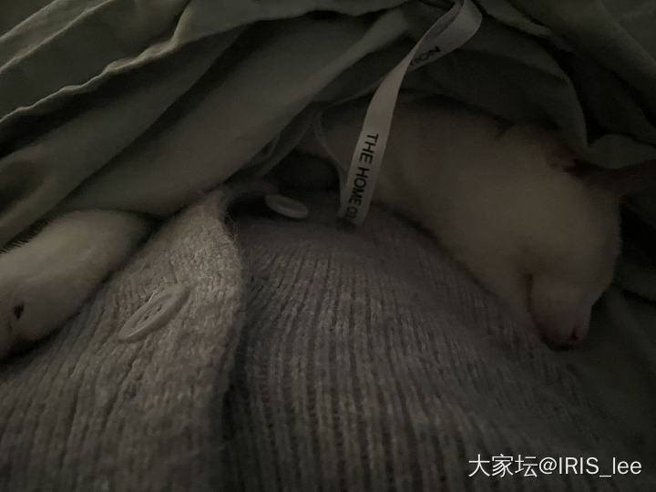 这些可爱的毛孩子带给我们的岂止是快乐_猫