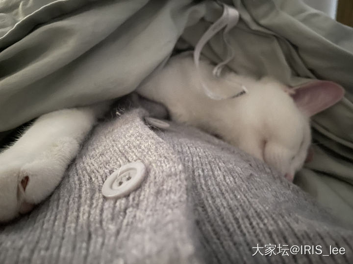 这些可爱的毛孩子带给我们的岂止是快乐_猫