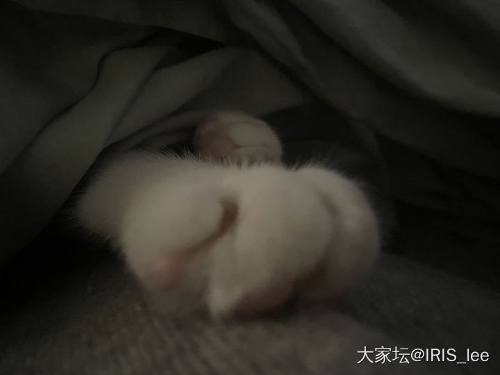 这些可爱的毛孩子带给我们的岂止是快乐_猫