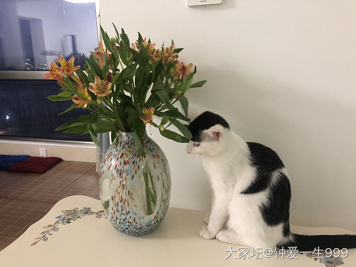 冒个泡_猫