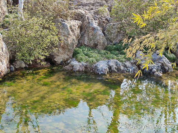 江苏园博园，_旅游植物