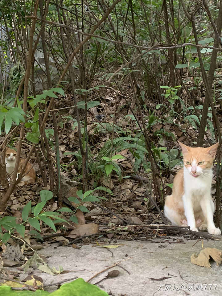 我怀疑它藐视我 我有证据_猫