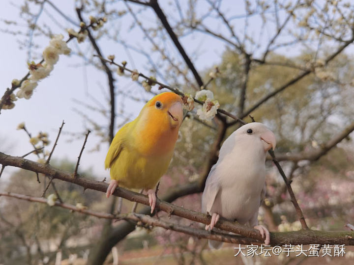 出来踏春啦_鸟