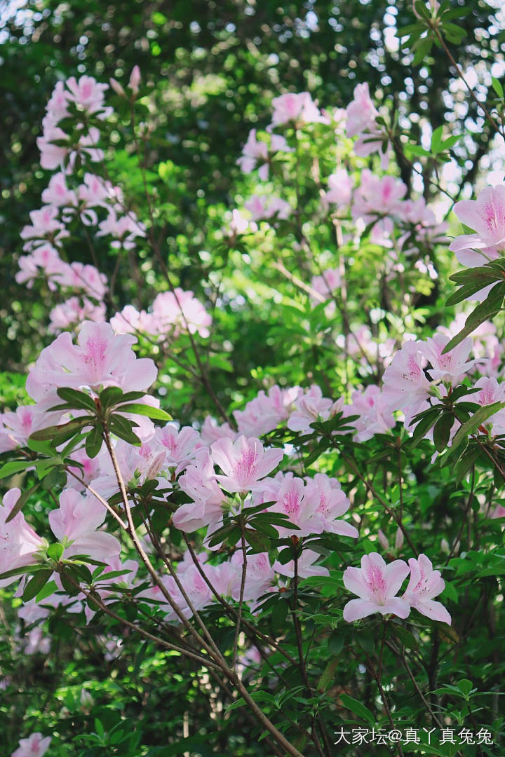 春天花会开