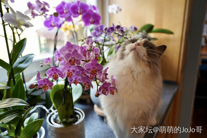 这是麻麻养的蝴蝶兰_猫花