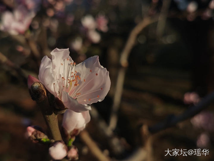 今天出去拍的花花🌸_花景色