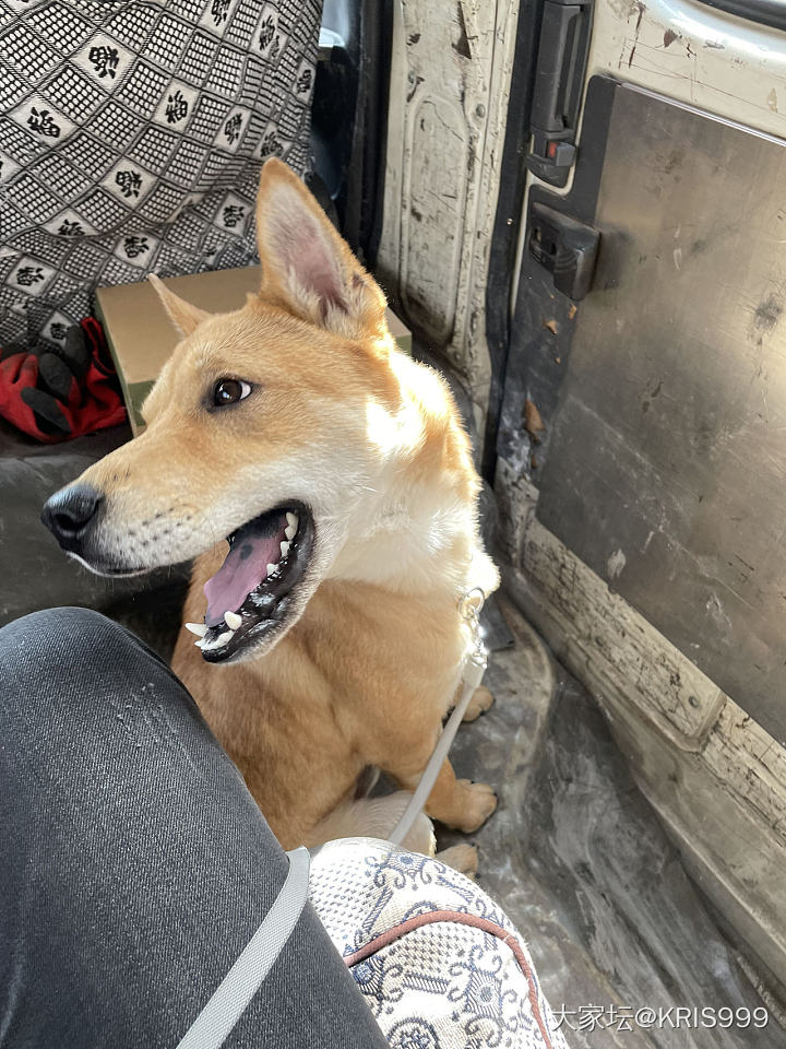 热乎乎的翠_翡翠