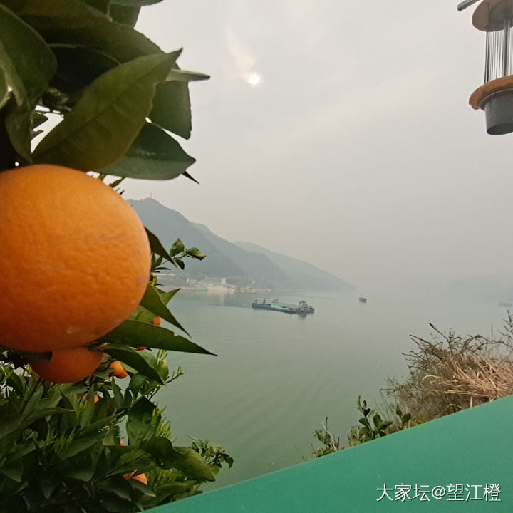 花果同枝的盛景即将上演～秭归伦晚橙