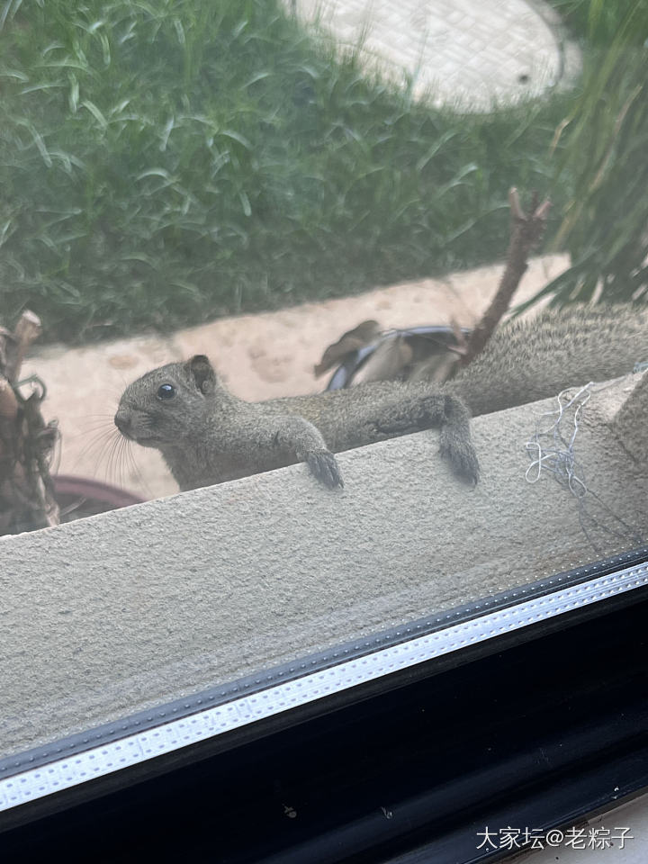 抓拍的小松鼠🐿️_宠物大家谈闲聊