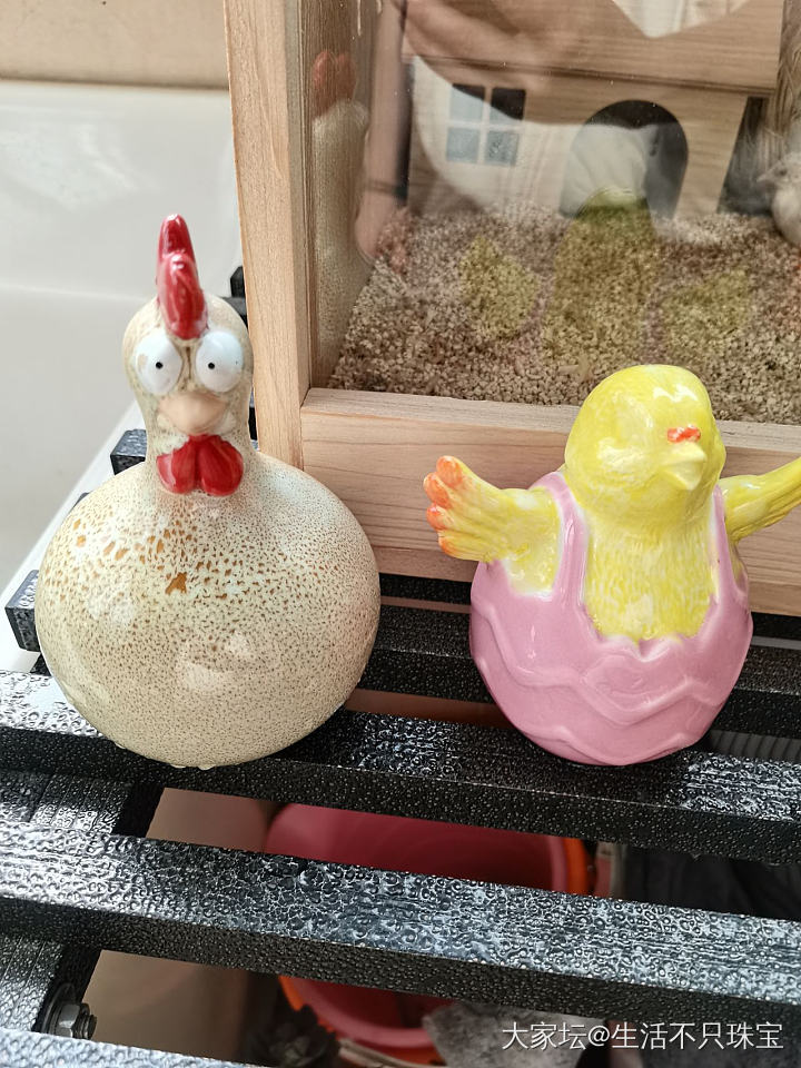 秀秀我的新豪宅和两只刚到的鸡摆家。_收藏