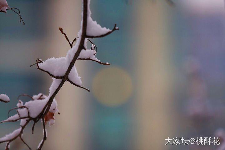 北京又下雪了❄️，不能辜负它啊，拍些雪景留个纪念吧。_景色