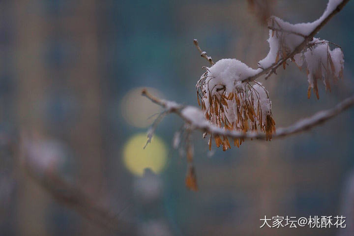 北京又下雪了❄️，不能辜负它啊，拍些雪景留个纪念吧。_景色