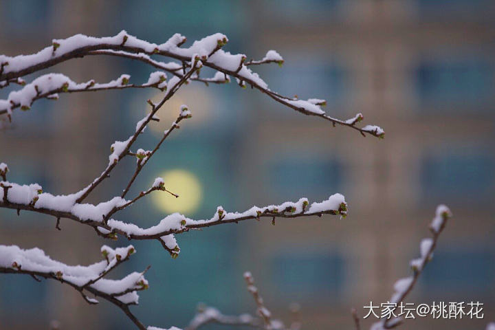 北京又下雪了❄️，不能辜负它啊，拍些雪景留个纪念吧。_景色