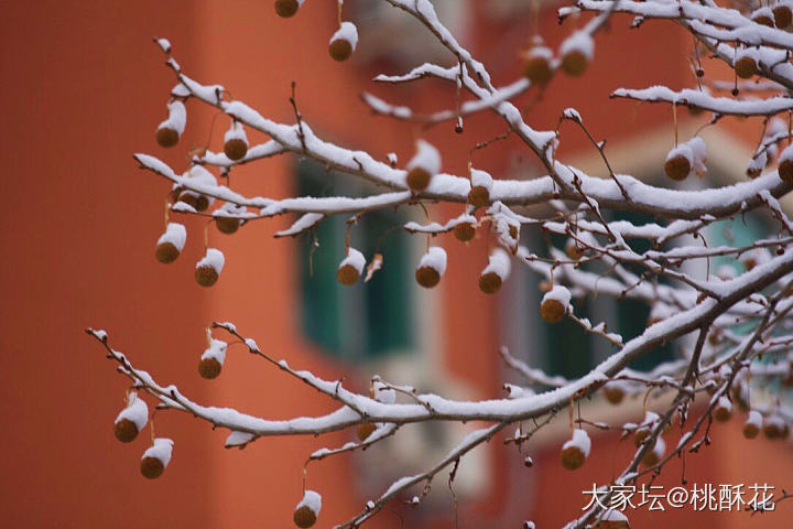 北京又下雪了❄️，不能辜负它啊，拍些雪景留个纪念吧。_景色