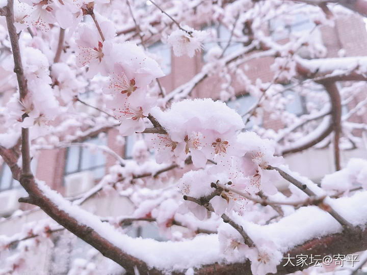 北京又下雪了❄️，不能辜负它啊，拍些雪景留个纪念吧。_景色