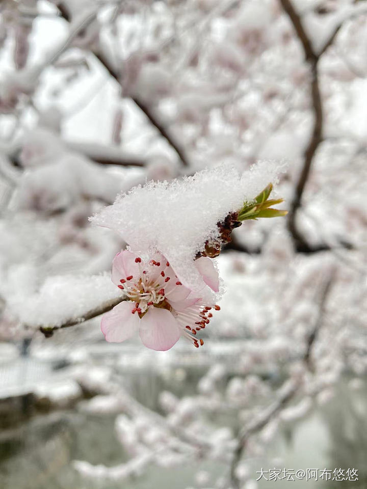 北京又下雪了❄️，不能辜负它啊，拍些雪景留个纪念吧。_景色