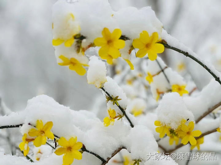 北京又下雪了❄️，不能辜负它啊，拍些雪景留个纪念吧。_景色