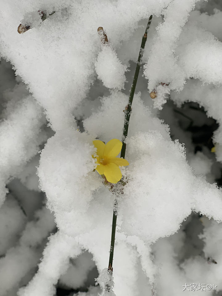 北京又下雪了❄️，不能辜负它啊，拍些雪景留个纪念吧。_景色