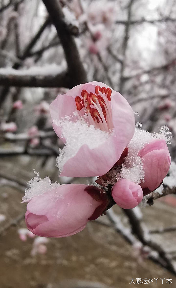 北京又下雪了❄️，不能辜负它啊，拍些雪景留个纪念吧。_景色