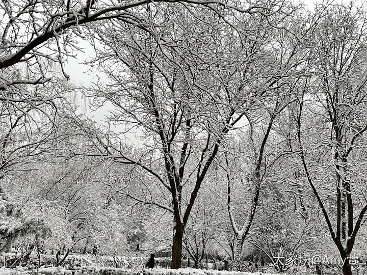 北京又下雪了❄️，不能辜负它啊，拍些雪景留个纪念吧。_景色