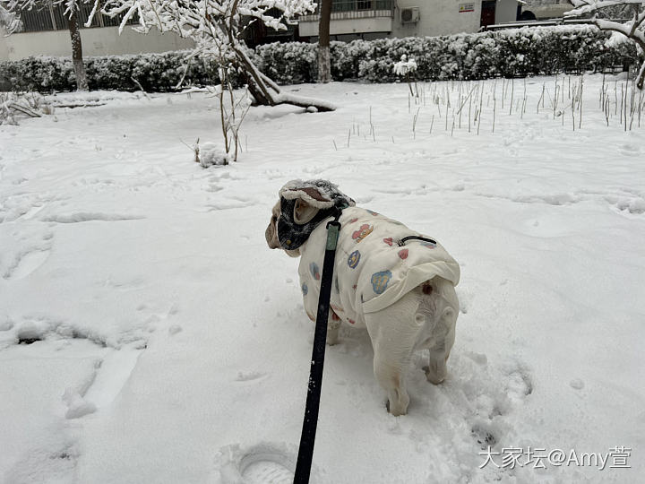 北京又下雪了❄️，不能辜负它啊，拍些雪景留个纪念吧。_景色