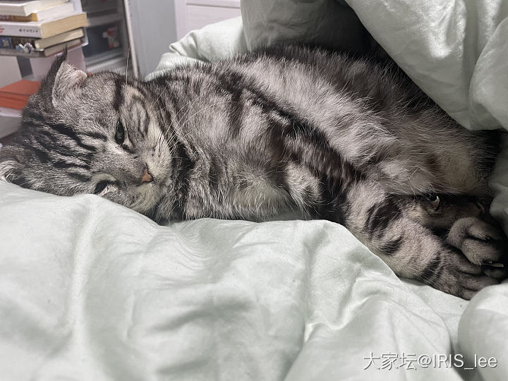 吃躺睡的隔离期_猫