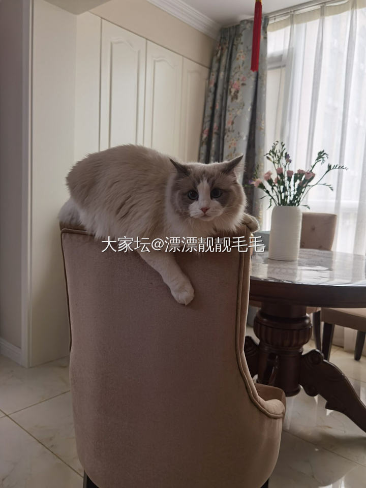 我滴秃毛靓啊 你再不争气 媳妇要被毛公公拐走了_猫