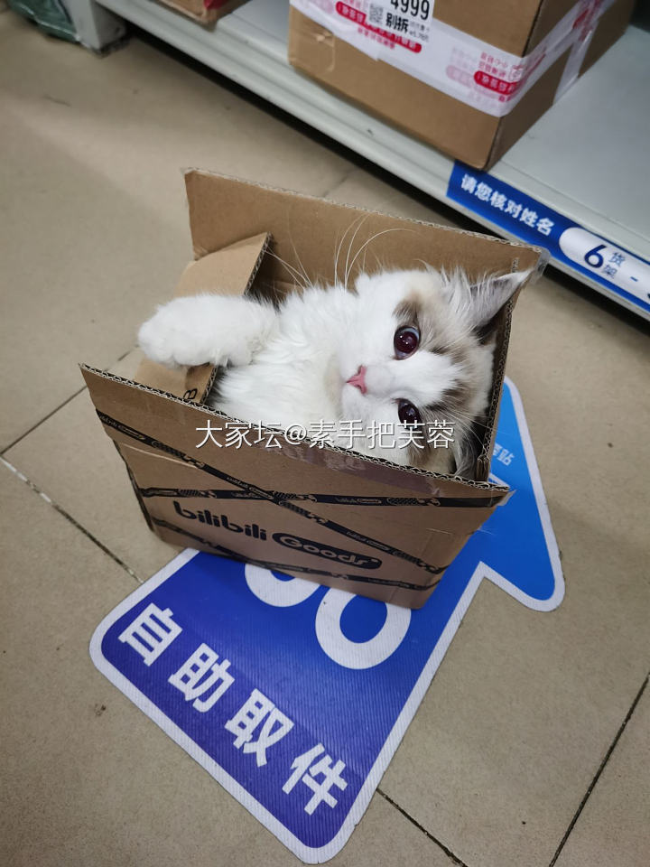 唯美食与美喵不可辜负也_猫厨艺美食宠物