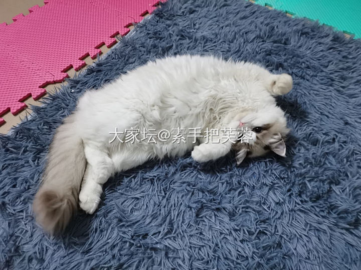 唯美食与美喵不可辜负也_猫厨艺美食宠物