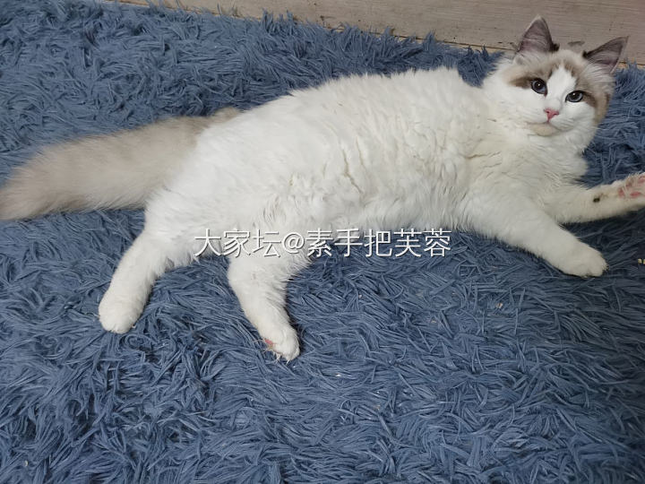 唯美食与美喵不可辜负也_猫厨艺美食宠物