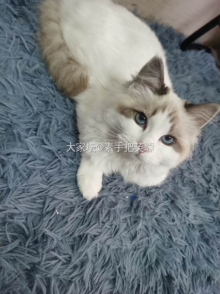 唯美食与美喵不可辜负也_猫厨艺美食宠物