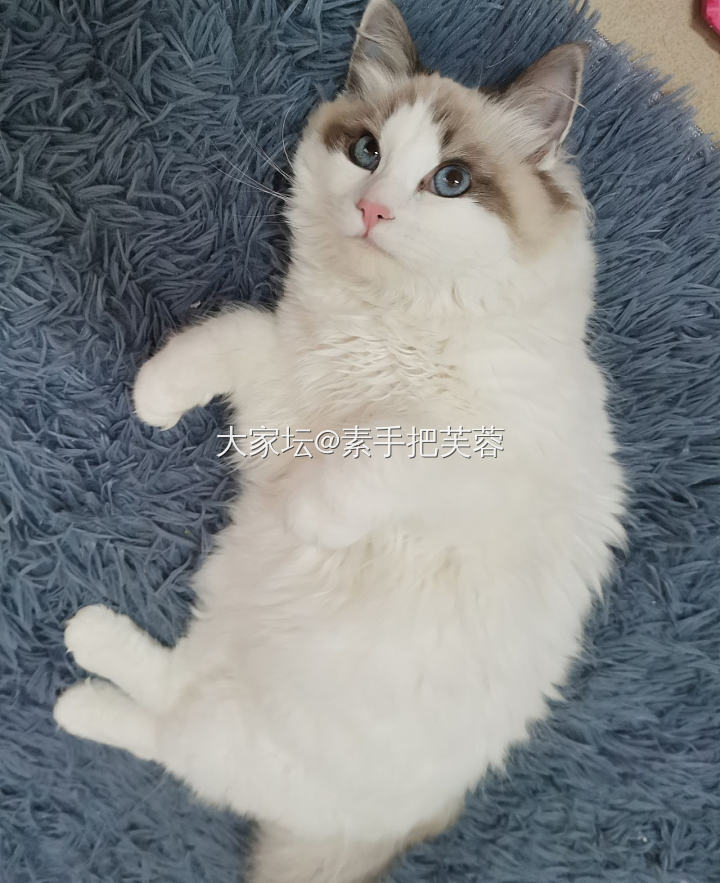 唯美食与美喵不可辜负也_猫厨艺美食宠物