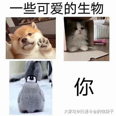 居家办公，每天发财沉迷于吸我不可自拔_猫