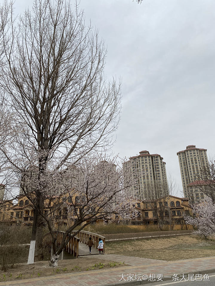 小区门口春游_景色