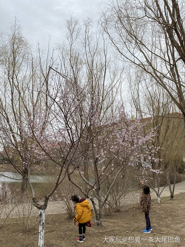 小区门口春游_景色