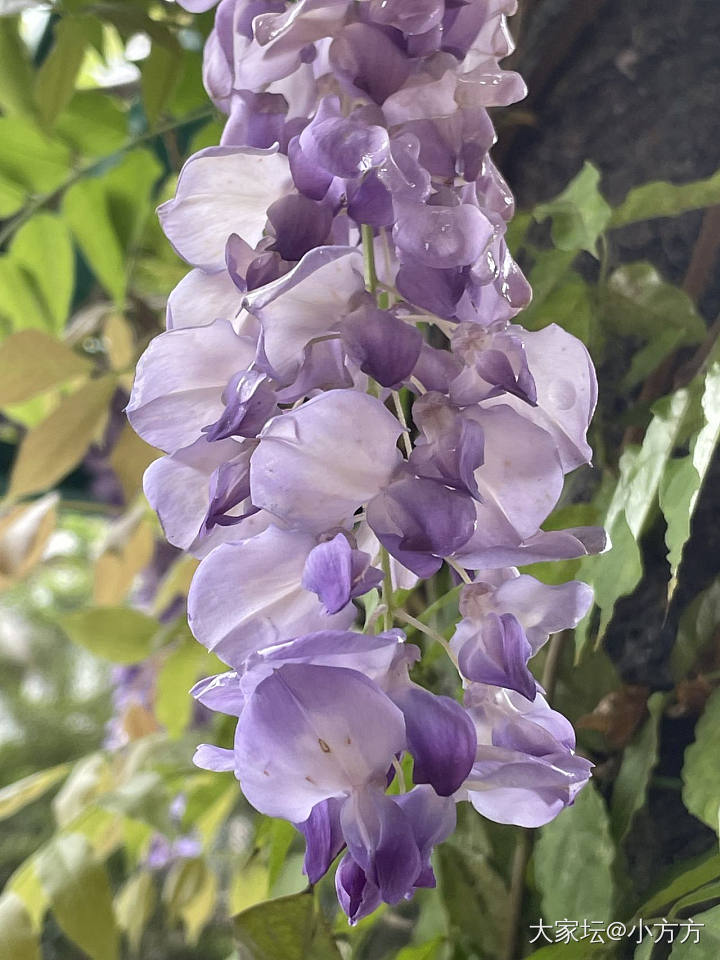 分享好看的花_摄影花