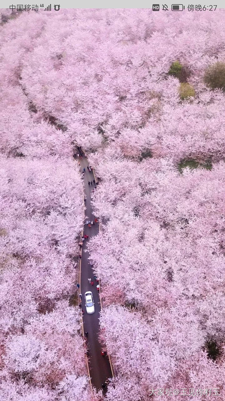 樱花和樱花粉最配_手镯翡翠