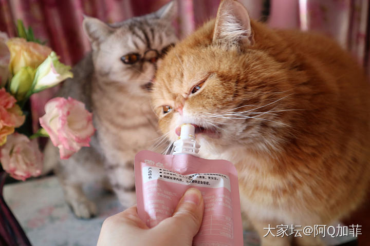 老夫老妻_猫宠物